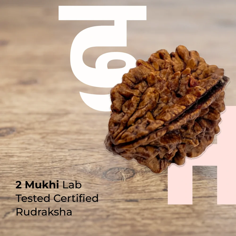 2 Mukhi Lab Tested Certified Rudraksha – 60% OFF